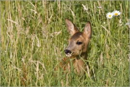 <p>SRNEC OBECNÝ (Capreolus capreolus) okolí Šluknova /European roe deer - Reh/</p>